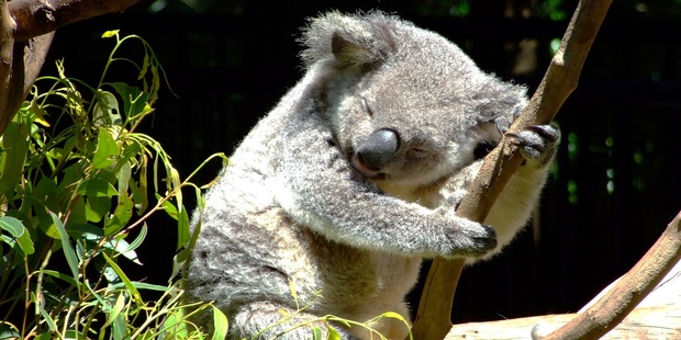 The koala is one of Australia's cutest creatures. Photo / Jo Assink