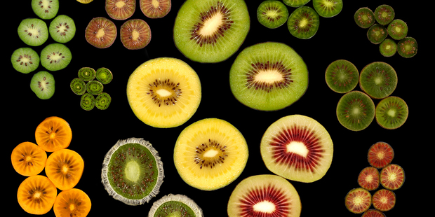 New kiwifruit could change the multimillion-dollar industry.
