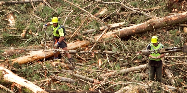 There has been nearly 30 deaths and almost 1000 serious harm injuries in the past five years in the forestry sector.