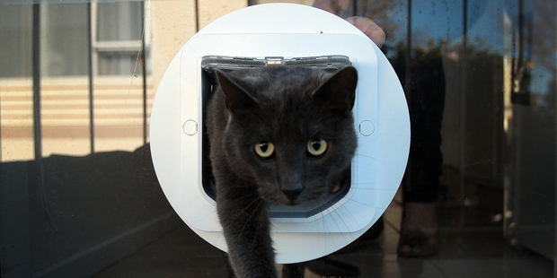Microchip technology means this smart flap opens only for Romeo - not his over-curious neighbours.Photo / Doug Sherring