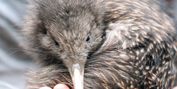 Without aerial 1080 applications, a kill rate among kiwi chicks as high as 95 per cent is envisaged in some areas.