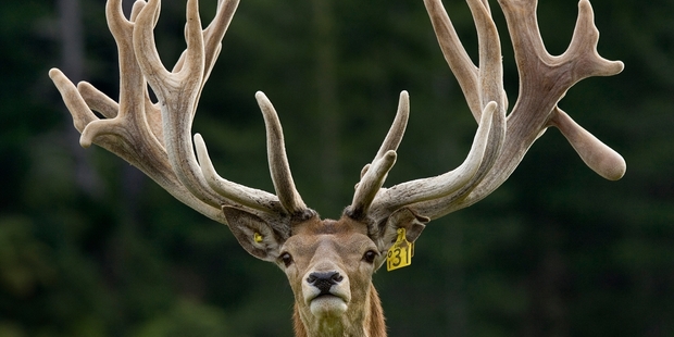 Stags’ antlers can be formidable weapons. Photo / Mark Mitchell