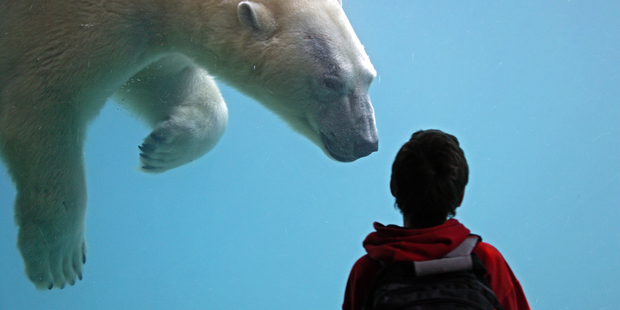 Zoos exist to serve the human gaze. Photo / Thinkstock