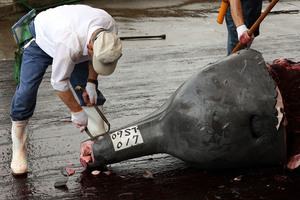 An investigator inspects a Baird's Beaked whale caught at Wada Port in Minamiboso, Chiba, Japan. Photo / File / Getty Images