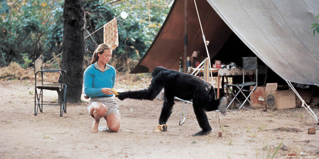 A younger Jane Goodall with chimp David Greybeard at Gombe Stream Chimpanzee Reserve. Photo / Supplied