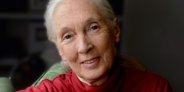 Dr Jane Goodall - scientist, advocate, UN Messenger of Peace - visited New Zealand in June. Photo / Supplied