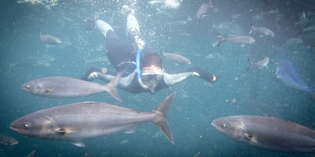 Sarah Ivey during Swim with the Tuna at Port Lincoln, Eyre Peninsula, South Australia. Photo / Sarah Ivey