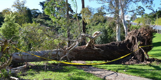 A huge eucalyptus was one of the casualties of the ferocious winds that lashed Auckland. Photo / Meg Liptrott