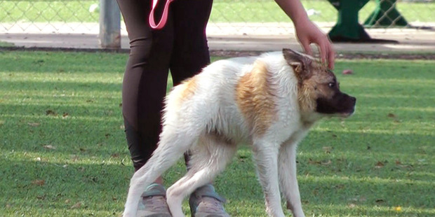 A woman scratces the head of Pig, a dog born with severe deformities, at a park in Alabaster, Alabama. Photo / AP