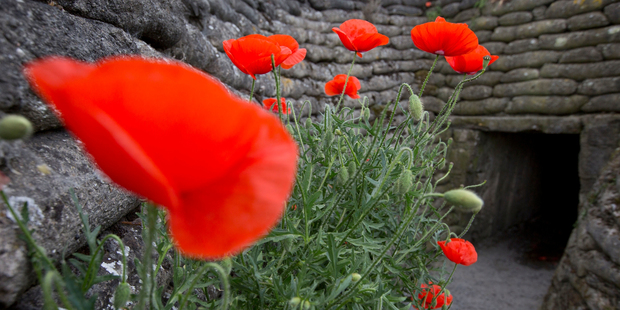 Red poppies bloom in the walls of World War I trenches in Diksmuide, Belgium. Photo / AP