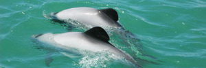 North Island Maui's dolphins are in danger. Photo / DOC