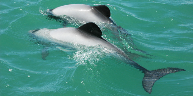 North Island Maui's dolphins are in danger. Photo / DOC
