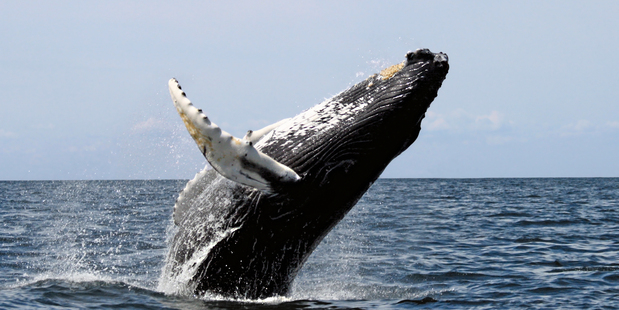The Humpback whale. File / APN