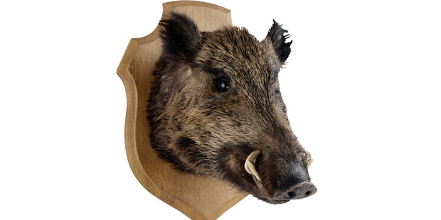 What should a polite vegetarian traveller do when faced with nothing but wild boar on the menu? Photo / Thinkstock