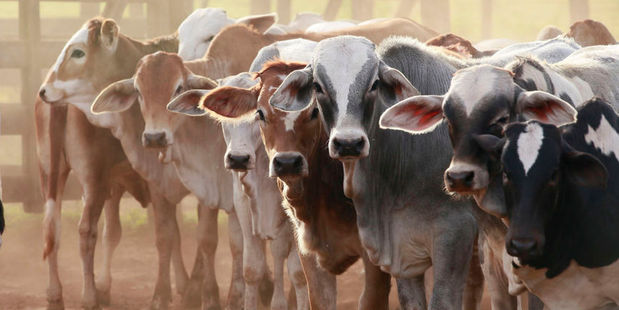 US beef prices are up 74 per cent since 2009 to the highest on record, after a seven-year decline in the herd left the fewest cattle in at least six decades. Photo / 123RF