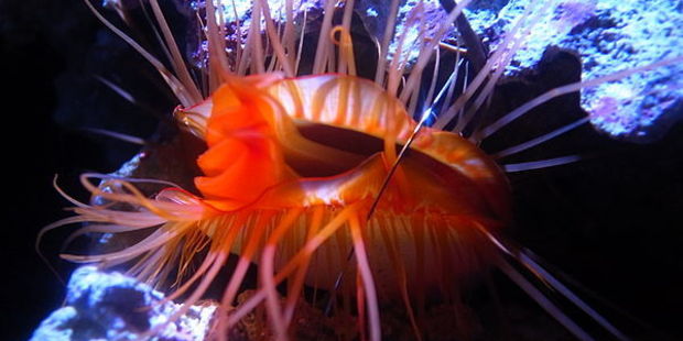 A "disco clam" or Ctenoides ales, gives a vivid light display. Photo / Wikipedia commons