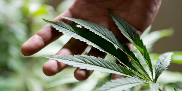 Genes may explain the high use of cannabis among schizophrenics. Photo / AP