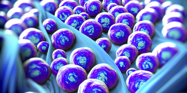 Staph bacteria are a leading cause of healthcare-associated infections. Photo / Thinkstock