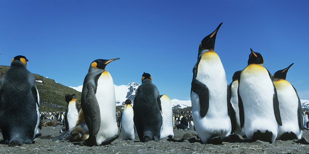 Emperor penguins routinely trek between 50 and 130 kilometres over the ice to catch and deliver krill and fish. Photo / Thinkstock