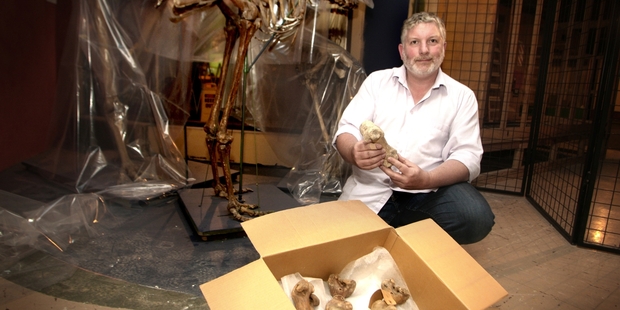 Whanganui Regional Museum curator of natural history Mike Dickison has backed Trevor Mallard's comments on moa resurrection. Photo/Bevan Conley
