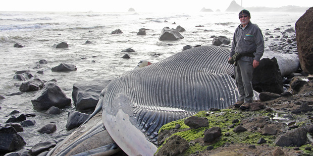 DOC worker Callue Lilley with a blue whale carcass that washed ashore near New Plymouth. Photo / Sorrel Hoskin