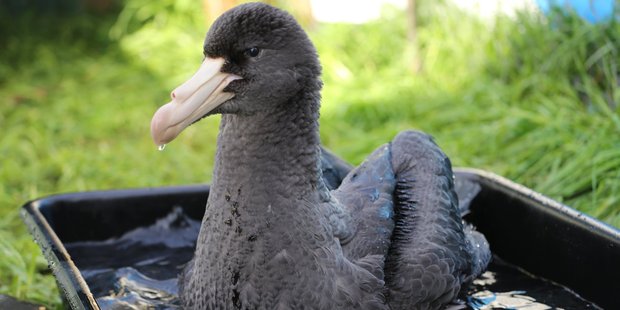 One of the giant petrels which have been rescued by New Zealand Bird Rescue over recent weeks. Photo / Renee Henderson-Vousden