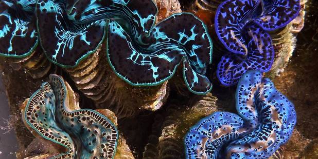 The once-thriving giant clam population of the Aitutaki Lagoon in the Cook Islands is on the brink of extinction.