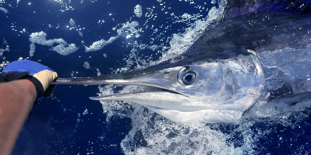 Game fishing still brings tourists to Havana, just as it once attracted Ernest Hemingway. Photo / Thinkstock