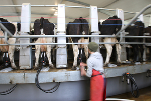 After 100 years in business and enormous changes in the dairy industry, Waikato company is still getting it right for shareholders and customers.