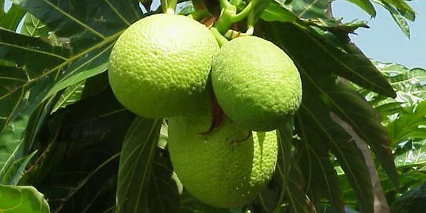 A breadfruit can feed a family for two days.