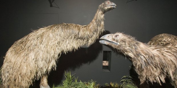 Trevor Mallard has advocated for the return of the moa. Photo / Mark Mitchell