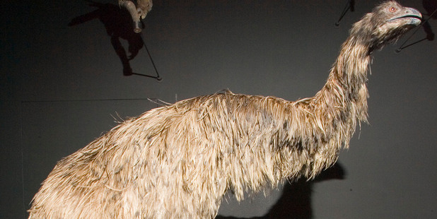 Cunliffe had decreed the moa was not a goer. Like Mallard's wacky idea, this bird was never going to fly. Photo / Mark Mitchell