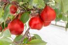 Piqa Boo will bring fresh opportunities to the market. Piqa Boo will bring fresh opportunities to the market.