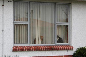 Cats sit on the windowsill at Averil Gardiner's Invercargill home. Photo / Allison Beckham, ODT