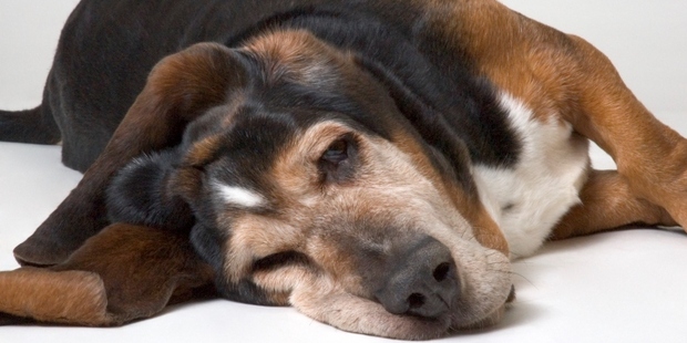An IPO's 'pop' is frequently followed by a 'flop'. Photo / Thinkstock