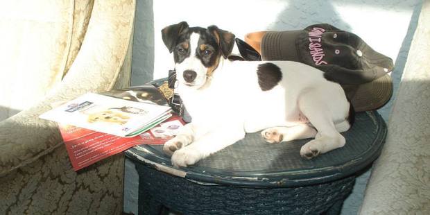 Fox terrier Rosie was killed on the beach by a quad bike in January, according to the dog's owner.