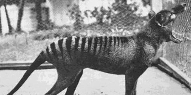 The last known thylacine photographed at Beaumaris Zoo in 1933.