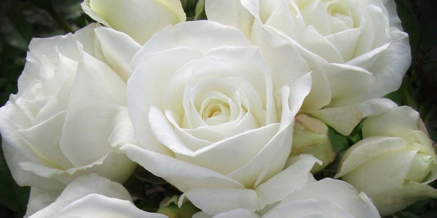 Luminis roses bring colour and fragrance.