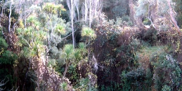 Old man's beard is getting out of control in Tararua.