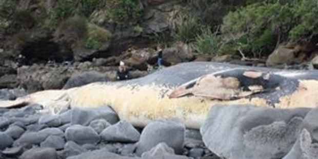 MAJOR ATTRACTION: The whale rotting on Taranaki rocks. Photo/Supplied