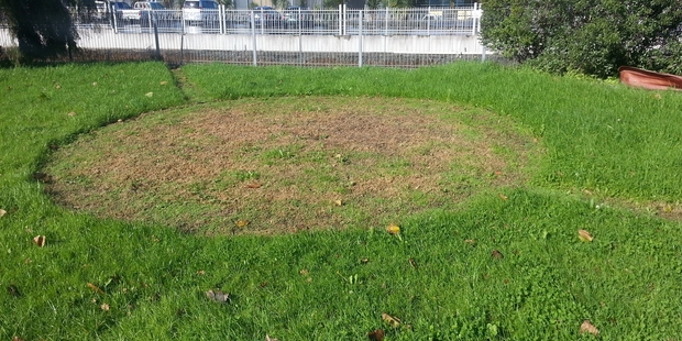 Strange crop circle appears overnight in Boston Rd. Any ideas?