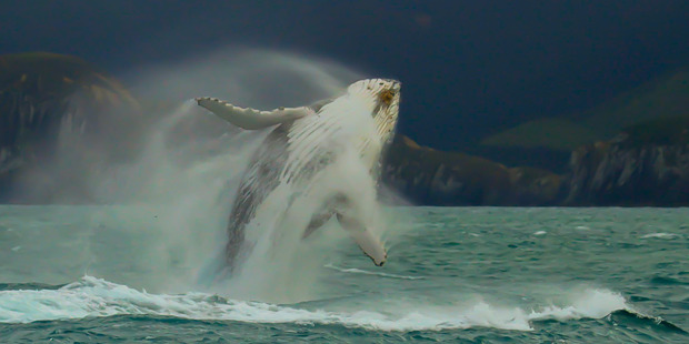 Humpback whale breaching. Photo / supplied