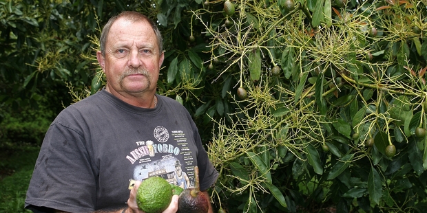 Mike Eagles says avocado growers need to be extra vigilant as fruit ripens and report any suspicious activity on orchards to police. Photo / Michael Cunningham