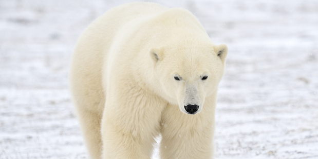A polar bear dragged an Eton schoolboy from his tent and inflicted 'mortal wounds'. Photo / Thinkstock