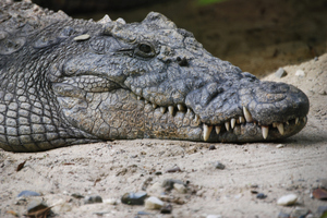 The only surviving passenger has blamed an escaped crocodile for the plane crash. Photo / Thinkstock