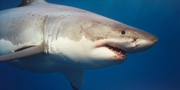 Great white sharks are blamed for most of the deaths in Western Australian waters.