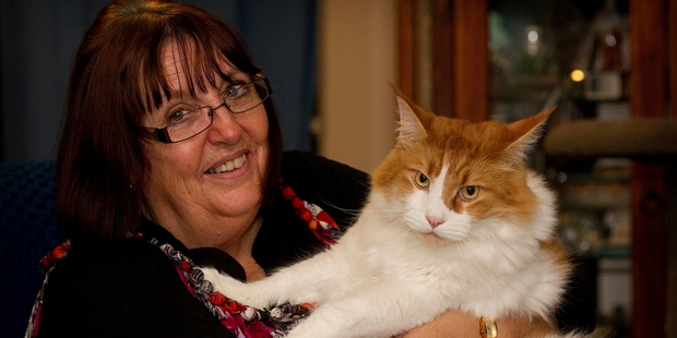Gill Ballard's Maine coon cat Fergusson visits the sick in Waikato Hospital. Photo / Christine Cornege