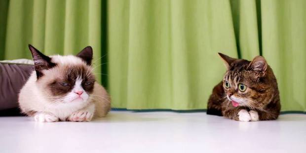 How to deal with the 'Grumpy Cat' in your life. Photo / Creative Commons (Flickr;Adam Rifkin)