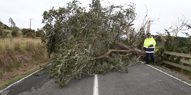 A tree brought down by the strong winds blocked both lanes of Three Mile Bush Rd in Kamo. Photo / Michael Cunningham