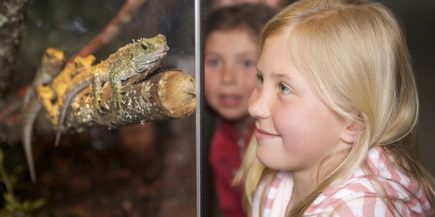 Rainbow Springs is home to a variety of wildlife, including tuatara.